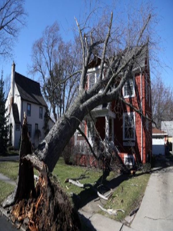 fallen tree house