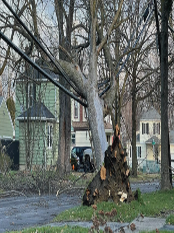 fallen tree powerlines<br />
